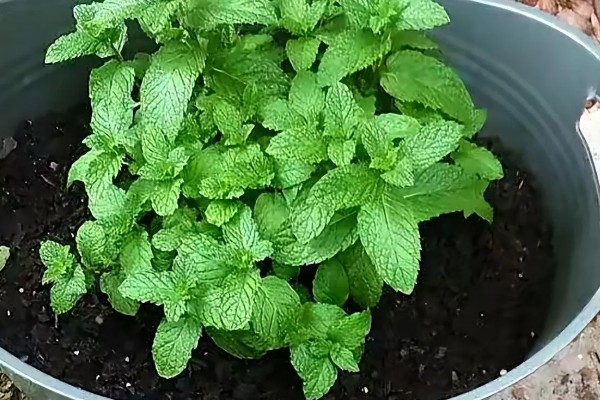 薄荷怎么种植，选择生长健壮的作为母株繁殖