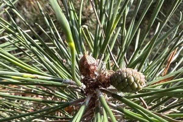 黑松叶子发黄干枯怎么办，剪除枯黄的叶片并更换新土