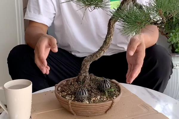 黑松叶子发黄干枯怎么办，剪除枯黄的叶片并更换新土