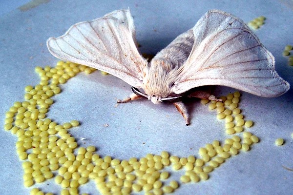 蚕产卵后不想养了怎么处理，数量较大可将其卖给养蚕场