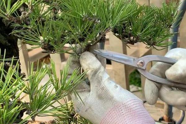 黑松叶子发黄干枯怎么办，剪除枯黄的叶片并更换新土