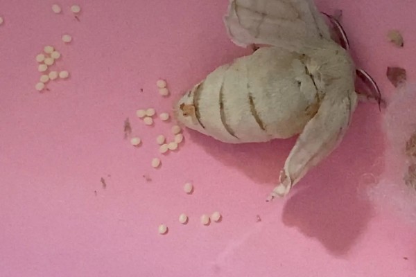 蚕产卵后不想养了怎么处理，数量较大可将其卖给养蚕场