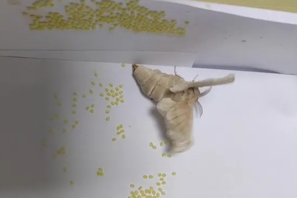 蚕产卵后不想养了怎么处理，数量较大可将其卖给养蚕场