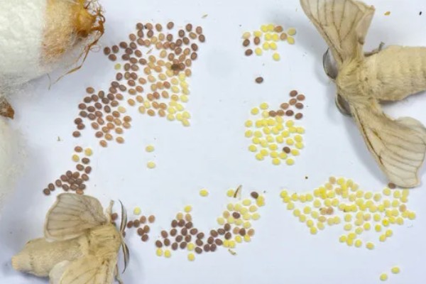 蚕产卵后不想养了怎么处理，数量较大可将其卖给养蚕场