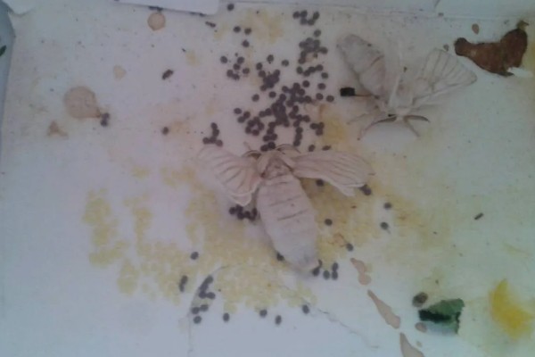 蚕产卵后不想养了怎么处理，数量较大可将其卖给养蚕场