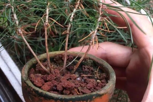 黑松叶子发黄干枯怎么办，剪除枯黄的叶片并更换新土