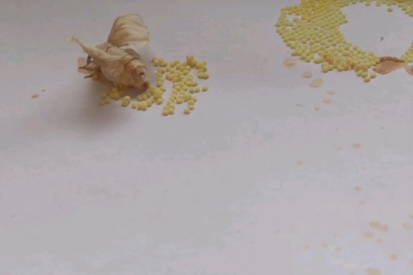 蚕产卵后不想养了怎么处理，数量较大可将其卖给养蚕场