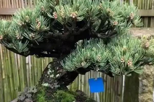 黑松叶子发黄干枯怎么办，剪除枯黄的叶片并更换新土