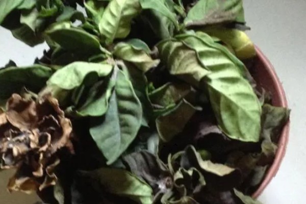 栀子花叶缘发黑干枯如何处理,受到冻害可以放在温暖的地方养护