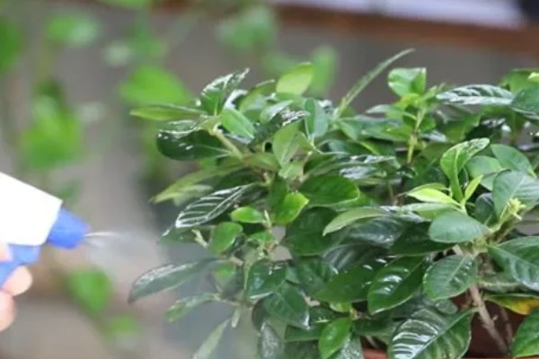 栀子花叶缘发黑干枯如何处理,受到冻害可以放在温暖的地方养护