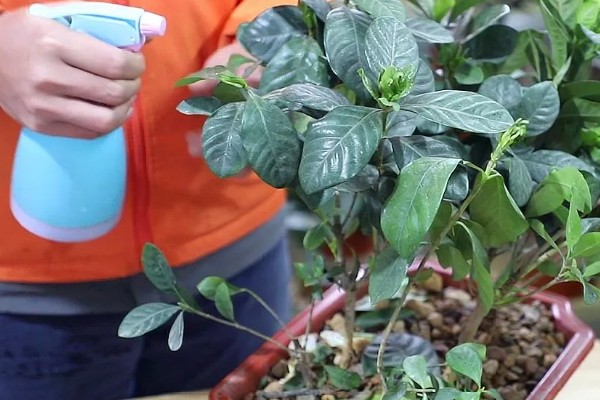 栀子花叶缘发黑干枯如何处理,受到冻害可以放在温暖的地方养护