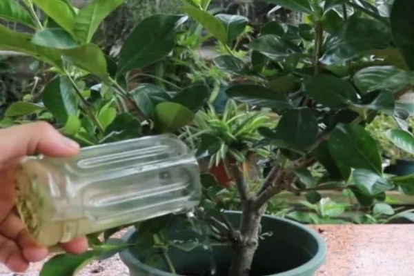 栀子花叶缘发黑干枯如何处理,受到冻害可以放在温暖的地方养护