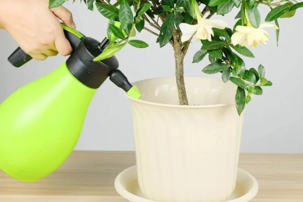 栀子花叶缘发黑干枯如何处理,受到冻害可以放在温暖的地方养护