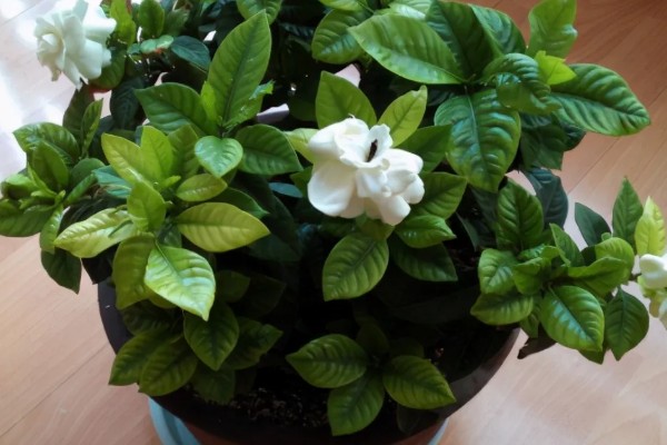 栀子花叶缘发黑干枯如何处理,受到冻害可以放在温暖的地方养护