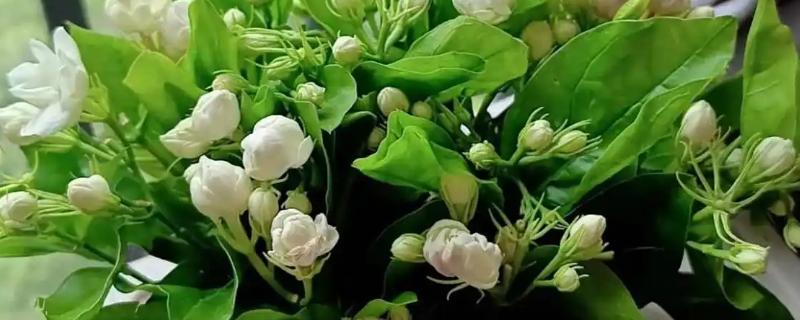 茉莉是喜阴还是喜阳,属于喜阳植物