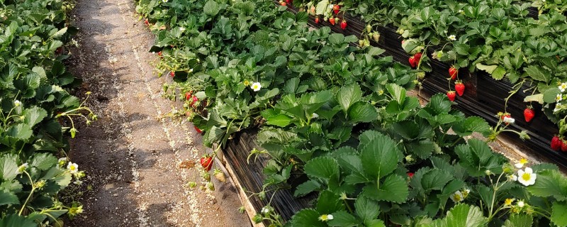 草莓要打非常多农药吗,药量是非常少的