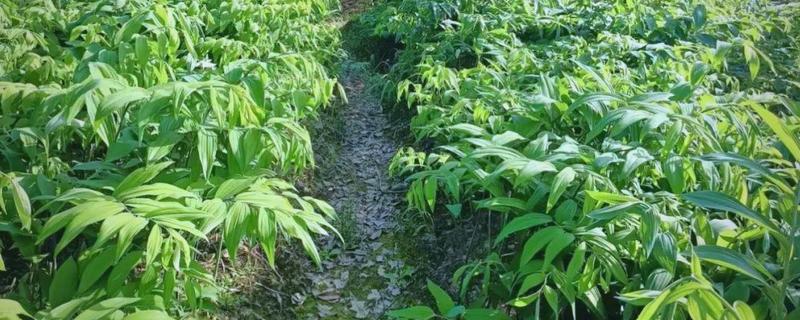 黄精的种植方法与收益,将根茎切成几段再栽种