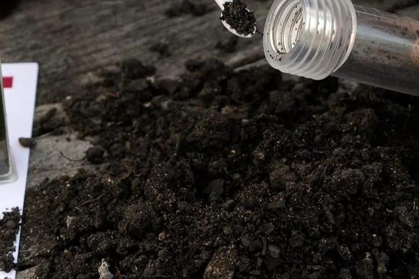 雀舌黄杨盆景的养殖方法，确保每天有五个小时的光照