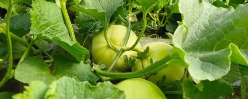 甜瓜追肥用哪种肥料好，一般以氮肥为主