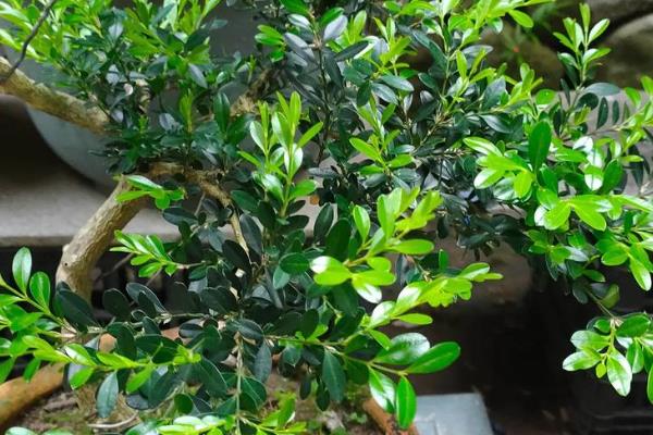 雀舌黄杨盆景的养殖方法，确保每天有五个小时的光照