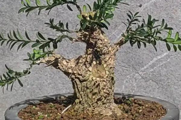 雀舌黄杨盆景的养殖方法，确保每天有五个小时的光照