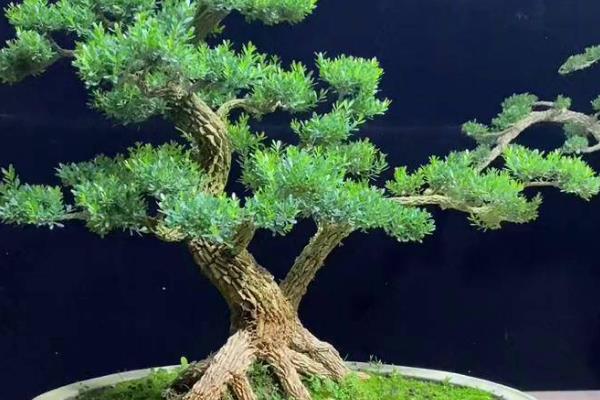 雀舌黄杨盆景的养殖方法，确保每天有五个小时的光照