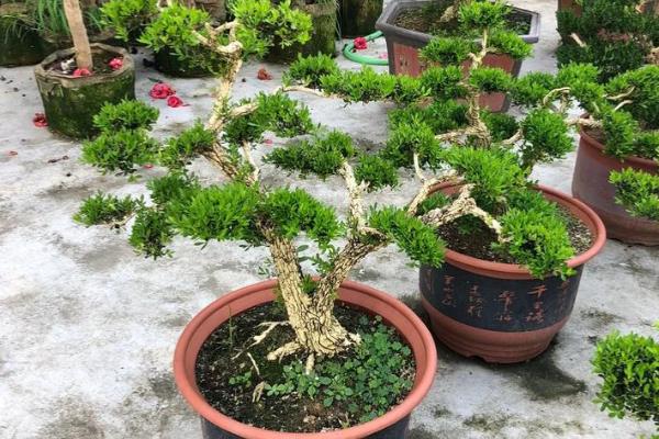 雀舌黄杨盆景的养殖方法，确保每天有五个小时的光照