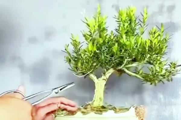 雀舌黄杨盆景的养殖方法，确保每天有五个小时的光照