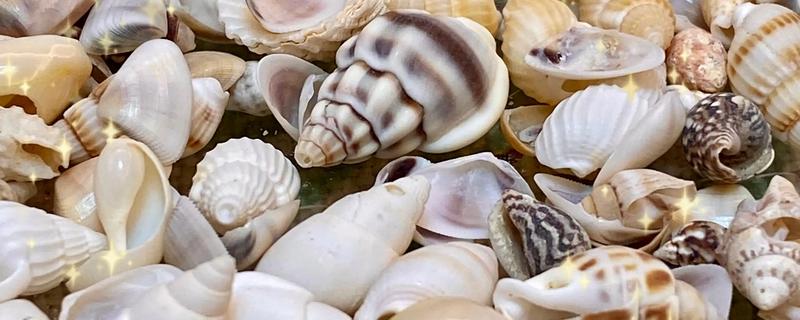 海螺能听到海的声音吗，不一定能听到海的声音