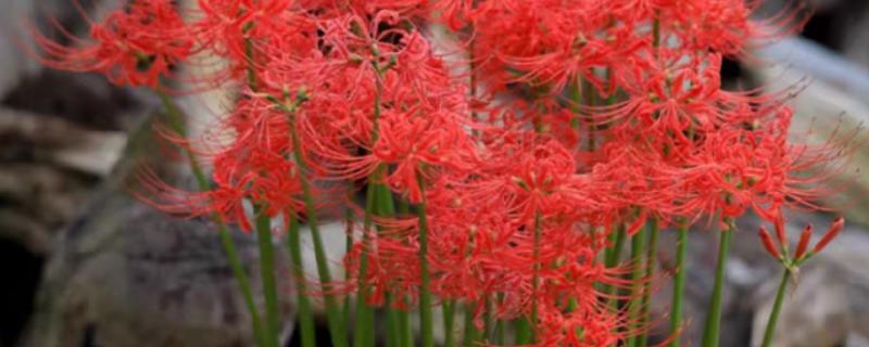 彼岸花怎么繁殖，分球法繁殖最简单