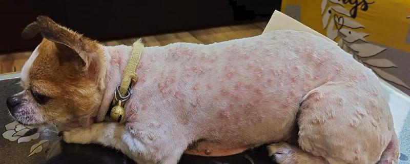 狗狗患上皮炎的原因，主要有以下三种因素