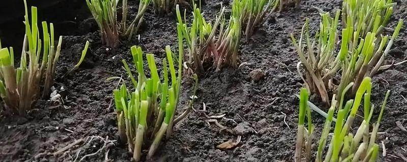 家庭如何种韭菜,尽量不要扎堆种植