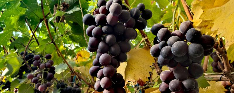 大葡萄有什么品种，有巨玫瑰、矢富萝莎等