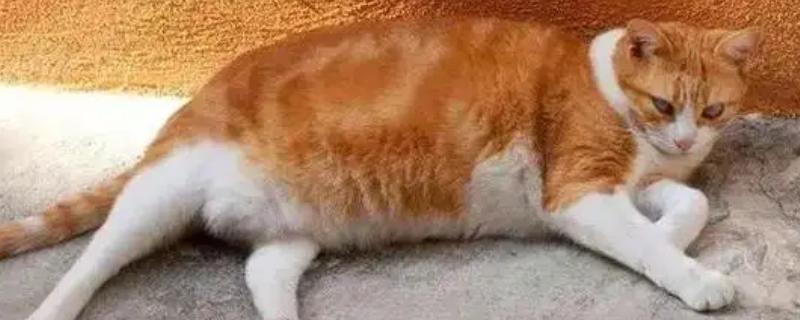 犬猫胰岛素分泌过少的症状，眼睛可出现白内障