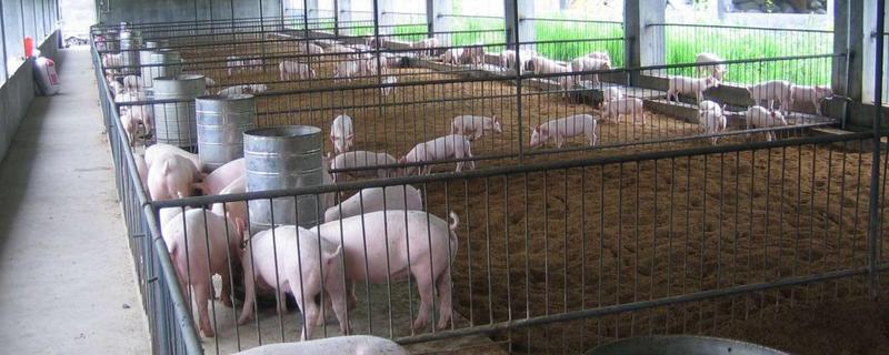 猪舍如何建造，应建造在地势比较高的地带