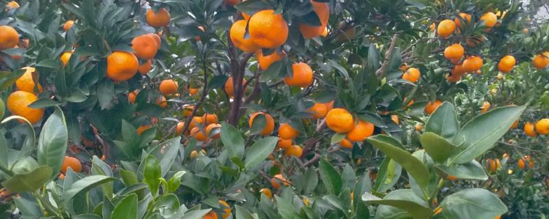 江西省新余市的特产，紫玉杨梅风味独特