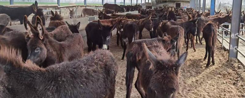 养殖肉驴该如何驱虫，在春季和秋季分别驱虫一次