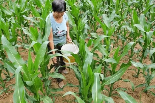 玉米需肥量最大的时期，大喇叭口期对肥料的需求量最多