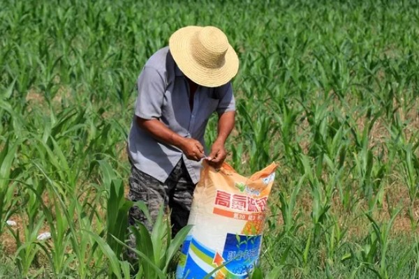 玉米需肥量最大的时期，大喇叭口期对肥料的需求量最多