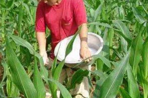 玉米需肥量最大的时期，大喇叭口期对肥料的需求量最多