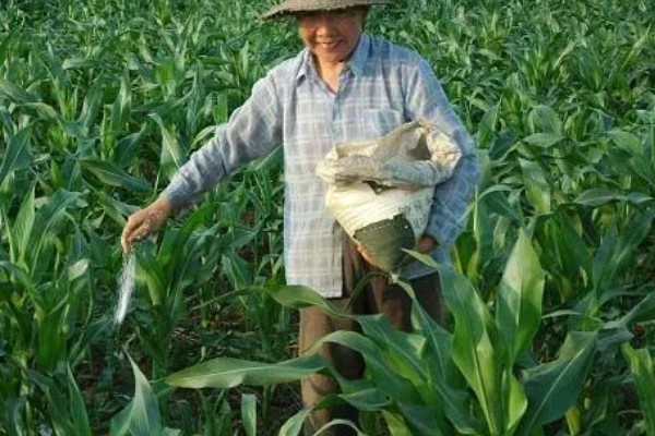 玉米需肥量最大的时期，大喇叭口期对肥料的需求量最多