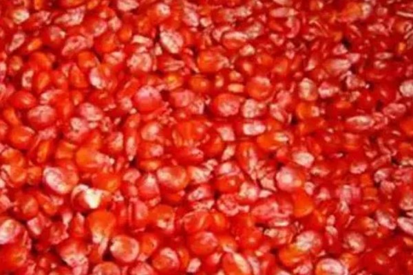 玉米需肥量最大的时期，大喇叭口期对肥料的需求量最多