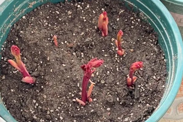 种芍药要不要把芽露出来，要把芽露出来