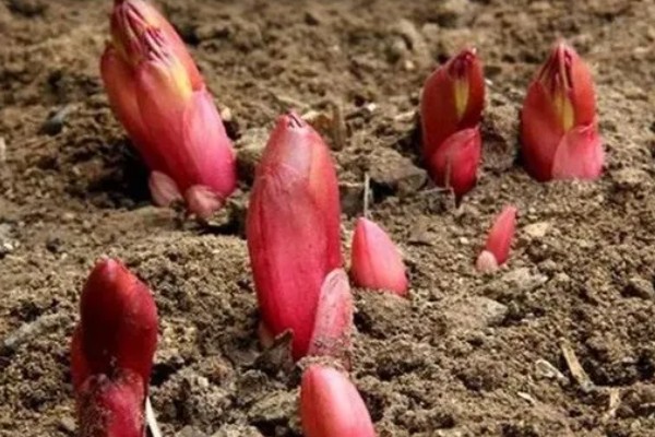 种芍药要不要把芽露出来，要把芽露出来