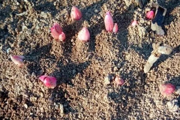 种芍药要不要把芽露出来，要把芽露出来