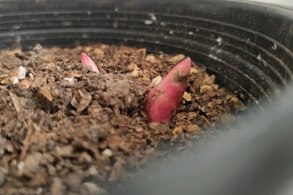 种芍药要不要把芽露出来，要把芽露出来