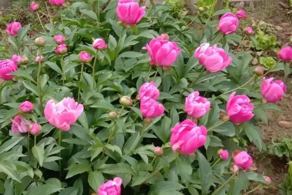 种芍药要不要把芽露出来，要把芽露出来