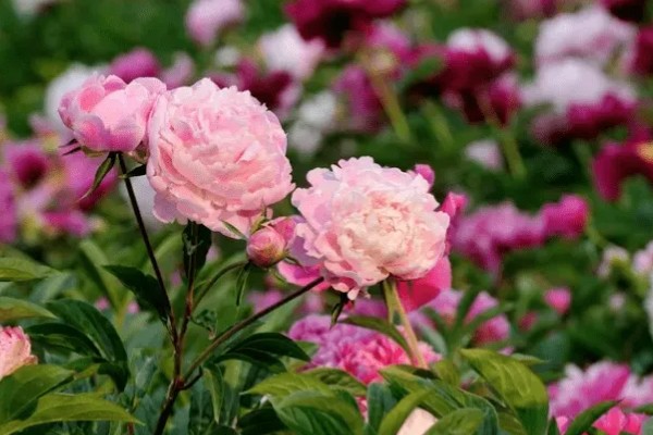 种芍药要不要把芽露出来，要把芽露出来