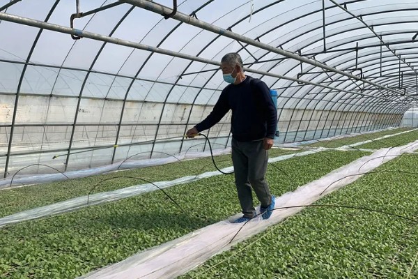 烟草育苗要求,育苗地应避风向阳