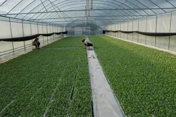 烟草育苗要求,育苗地应避风向阳